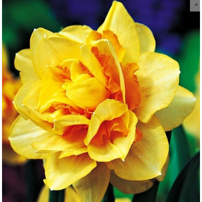 Cebulka Jesienna Narcyz...