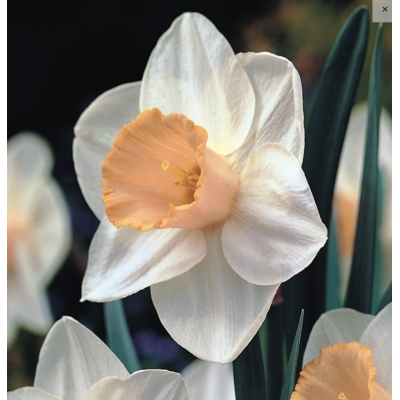 Cebulka Jesienna Narcyz...