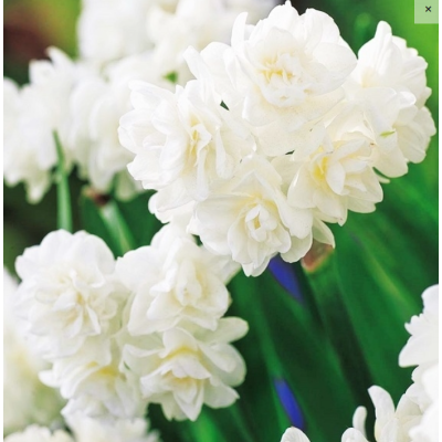 Cebulka Jesienna Narcyz...