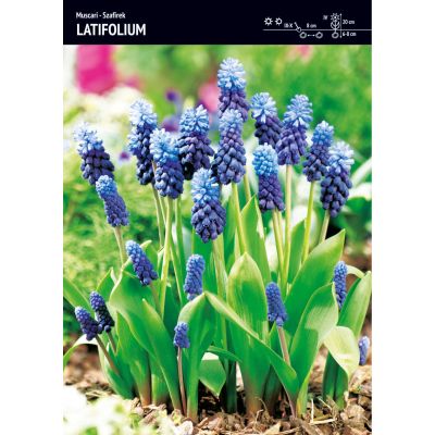 Cebulka Jesienna Szafirek...