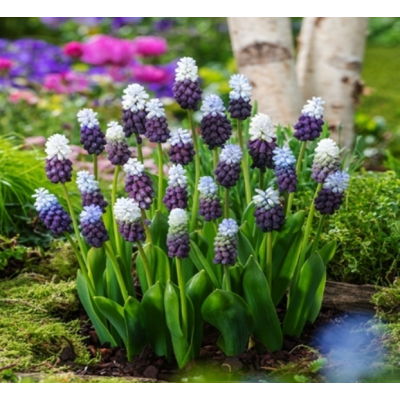 Cebulka Jesienna Szafirek...