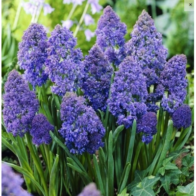 Cebulka Jesienna Szafirek...