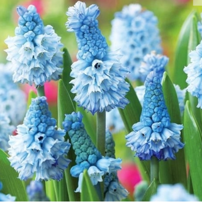 Cebulka Jesienna Szafirek...