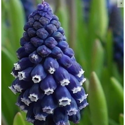 Cebulka Jesienna Szafirek...