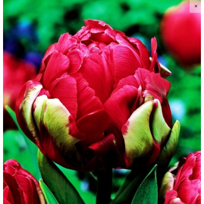 Cebulka Jesienna Tulipan...