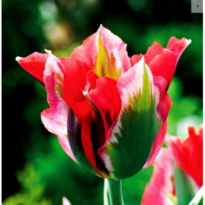 Cebulka Jesienna Tulipan...