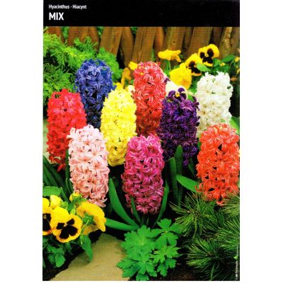 Cebulka Jesienna Hiacynt...