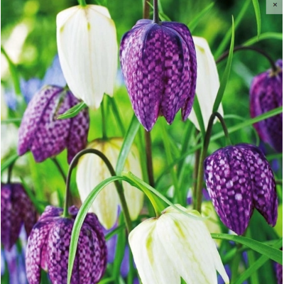 Cebulka Szachownica...