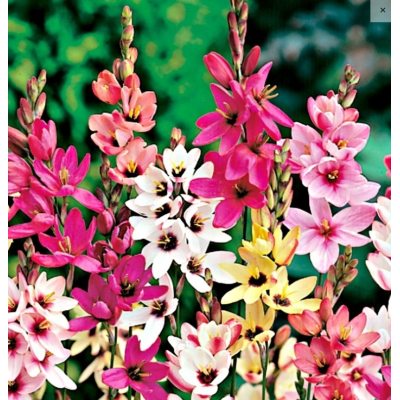 Cebulka Jesienna Iksja Miks...