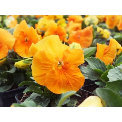 Bratki Bratek Fiołek...