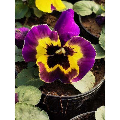 Bratki Bratek Fiołek...