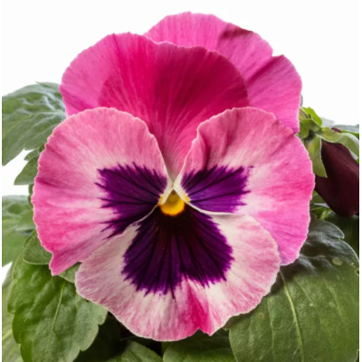 Bratki Bratek Fiołek...