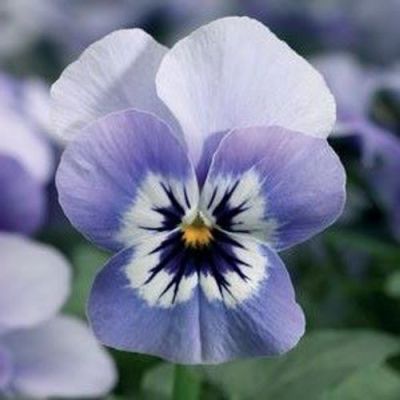 Bratki Bratek Fiołek...