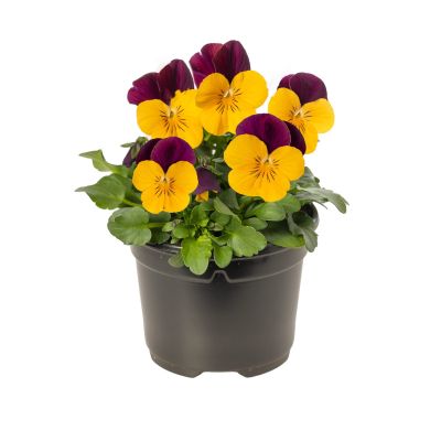 Bratki Bratek Fiołek...