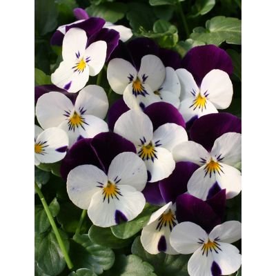 Bratki Bratek Fiołek...