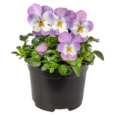 Bratki Bratek Fiołek...