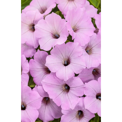 Supertunia Vista sadzonka...