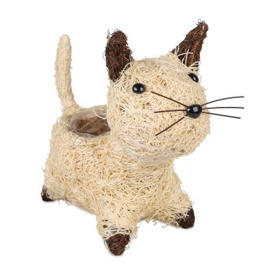 Osłonka kotek kot z trawy...