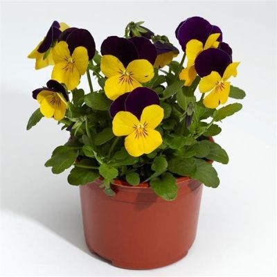 Bratki 2szt Bratek Fiołek...