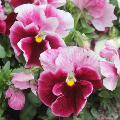 Bratki 2szt Bratek Fiołek...