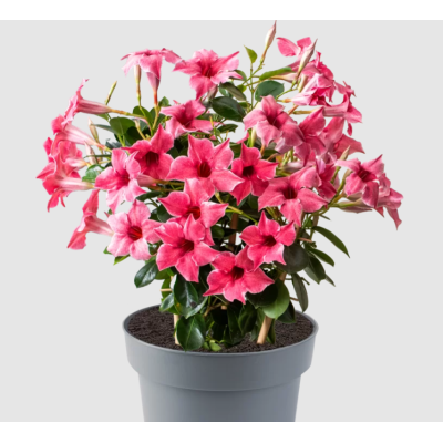 G3 Mandevilla Sundaville...