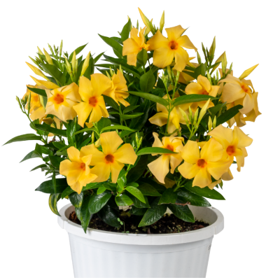 G3 Mandevilla Sundaville...