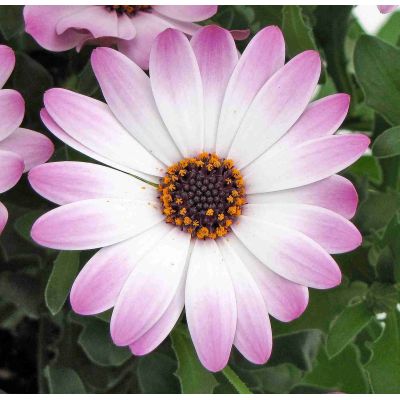 Osteospermum Stokrotka...