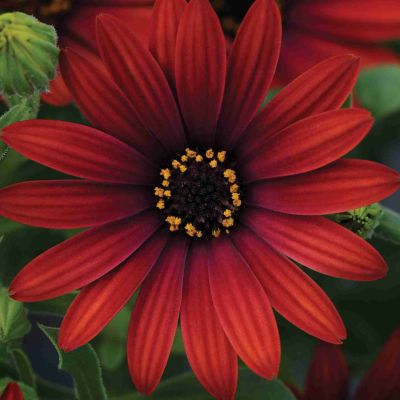 Osteospermum Stokrotka...