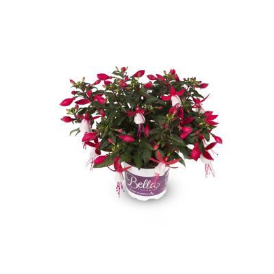 Fuksja Bella EVITA...