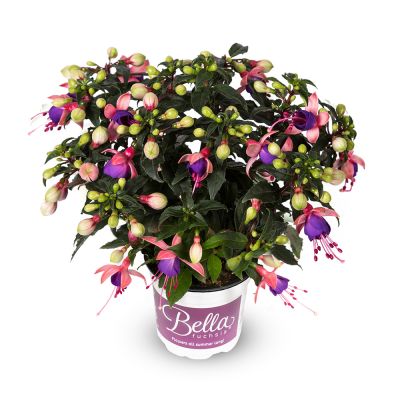 Fuksja Bella MARISKA...