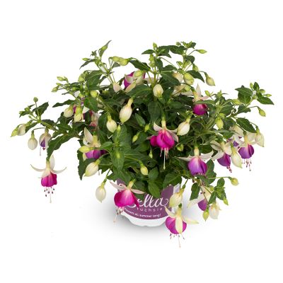 Fuksja Bella NORA zwisająca...