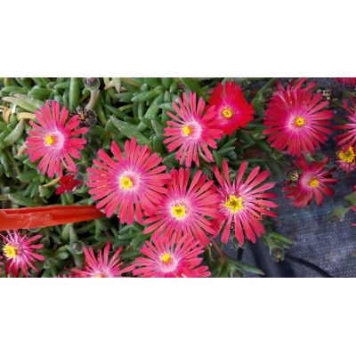 Słonecznica Delosperma Lido...