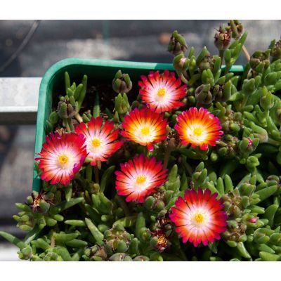 Słonecznica Delosperma Lido...