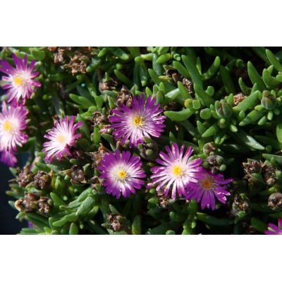 Słonecznica Delosperma Lido...