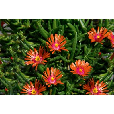 G4 Słonecznica Delosperma...