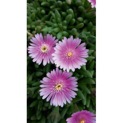 Słonecznica Delosperma Lido...