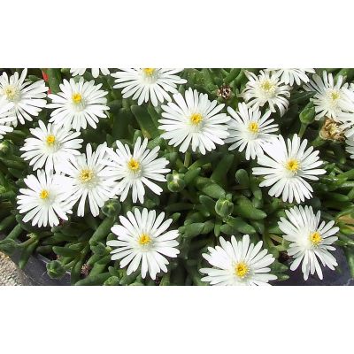 Słonecznica Delosperma Lido...