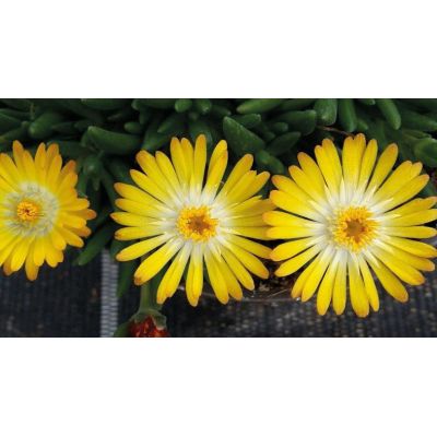 Słonecznica Delosperma Lido...