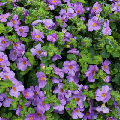 Bacopa Sutera FIOLETOWA...