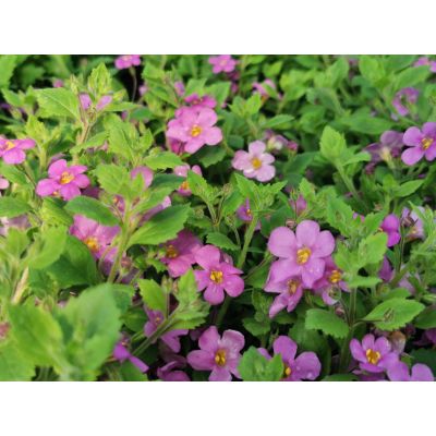 Bacopa Sutera RÓŻOWA...