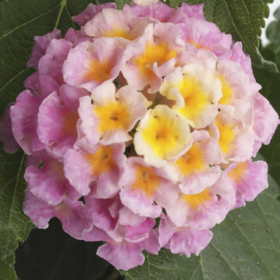 Lantana Camara Bandana HOT...