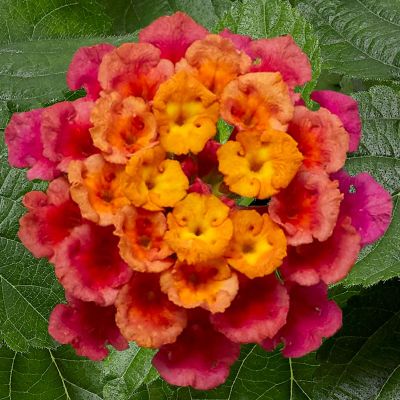 Lantana Camara Bandolero...