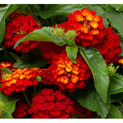 Lantana Camara Bandana HOT...