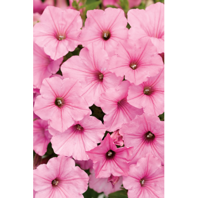 Supertunia Vista Bubblegum...