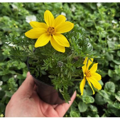 Bidens Golden Empire Uczep...