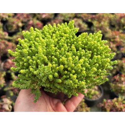 Rozchodnik Ostry Sedum acre...