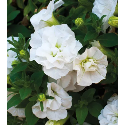 Surfinia Petunia zwisająca...