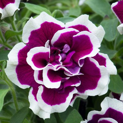 Surfinia zwisająca...