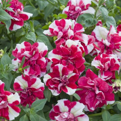 Surfinia zwisająca...