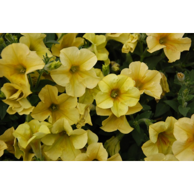 Surfinia zwisająca Sanguna...